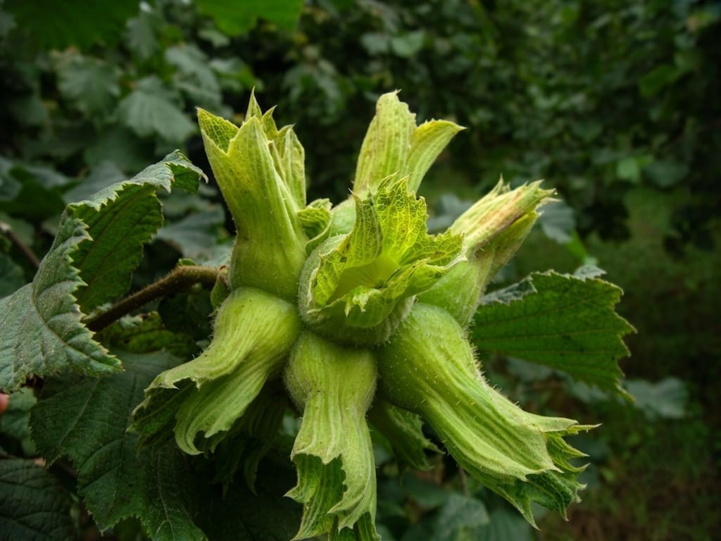 Giresun Çotanağı